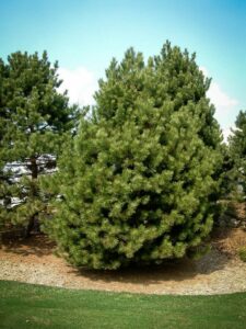 Сосна Чёрная (Pinus Nigra) купить по цене от 270.00р. в интернет-магазине «Посадика» с доставкой почтой в в Артемовскийе и по всей России – [изображение №1].