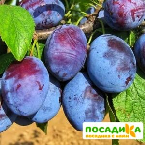 Слива Чачакская ранняя купить по цене от 229.00р. в интернет-магазине «Посадика» с доставкой почтой в в Артемовскийе и по всей России – [изображение №1].