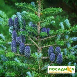 Пихта корейская (Abies koreana) купить по цене от 450.00р. в интернет-магазине «Посадика» с доставкой почтой в в Артемовскийе и по всей России – [изображение №1].