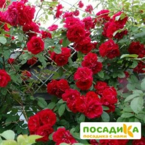 Роза плетистая Амадеус купить по цене от 399.00р. в интернет-магазине «Посадика» с доставкой почтой в в Артемовскийе и по всей России – [изображение №1].