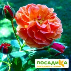 Роза Арабия купить по цене от 350.00р. в интернет-магазине «Посадика» с доставкой почтой в в Артемовскийе и по всей России – [изображение №1].