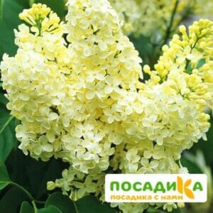 Сирень Примроуз (Primrose) купить по цене от 529.00р. в интернет-магазине «Посадика» с доставкой почтой в в Артемовскийе и по всей России – [изображение №1].