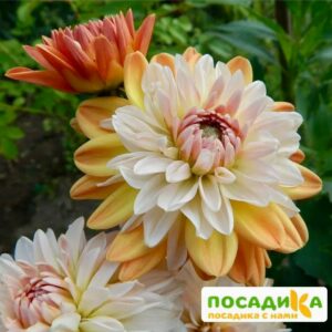 Георгина Коуп де Солейл (декоративная) купить по цене от 400р. в интернет-магазине «Посадика» с доставкой почтой в в Артемовскийе и по всей России – [изображение №1].