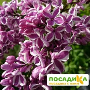 Сирень Сенсация купить по цене от 529.00р. в интернет-магазине «Посадика» с доставкой почтой в в Артемовскийе и по всей России – [изображение №1].