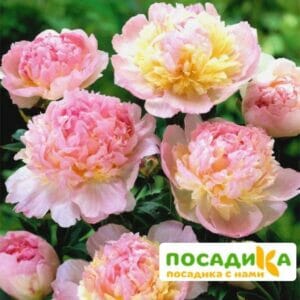 Пион Распберри Сандей (Paeonia Raspberry Sundae) купить по цене от 959р. в интернет-магазине «Посадика» с доставкой почтой в в Артемовскийе и по всей России – [изображение №1].