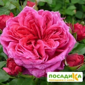 Шраб Роза Соул купить по цене от 390.00р. в интернет-магазине «Посадика» с доставкой почтой в в Артемовскийе и по всей России – [изображение №1].