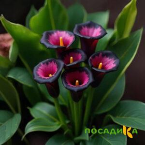 Калла Аура Лейс купить по цене от 400р. в интернет-магазине «Посадика» с доставкой почтой в в Артемовскийе и по всей России – [изображение №1].