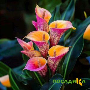 Калла Оникс купить по цене от 450р. в интернет-магазине «Посадика» с доставкой почтой в в Артемовскийе и по всей России – [изображение №1].