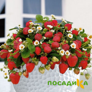 Клубника Рубиновый Шепот (горшечная) купить по цене от 240р. в интернет-магазине «Посадика» с доставкой почтой в в Артемовскийе и по всей России – [изображение №1].