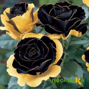 Роза Ханни Сикл купить по цене от 700р. в интернет-магазине «Посадика» с доставкой почтой в в Артемовскийе и по всей России – [изображение №1].