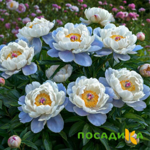 Пион акварельный Этюд купить по цене от 806р. в интернет-магазине «Посадика» с доставкой почтой в в Артемовскийе и по всей России – [изображение №1].