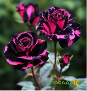 Роза Багровый Шепот купить по цене от 366р. в интернет-магазине «Посадика» с доставкой почтой в в Артемовскийе и по всей России – [изображение №1].