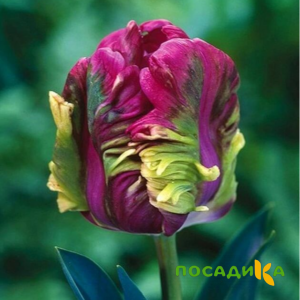Тюльпан Экзотик Хэвен купить по цене от 186р. в интернет-магазине «Посадика» с доставкой почтой в в Артемовскийе и по всей России – [изображение №1].