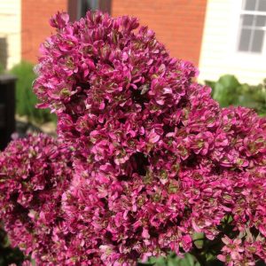 Флокс Филингс купить по цене от 329р. в интернет-магазине «Посадика» с доставкой почтой в в Артемовскийе и по всей России – [изображение №1].