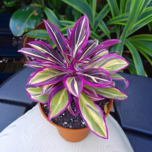 Хоста Сильвер Стик купить по цене от 650р. в интернет-магазине «Посадика» с доставкой почтой в в Артемовскийе и по всей России – [изображение №1].