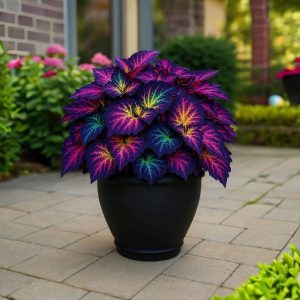 Хоста Фрости Блю купить по цене от 389р. в интернет-магазине «Посадика» с доставкой почтой в в Артемовскийе и по всей России – [изображение №1].