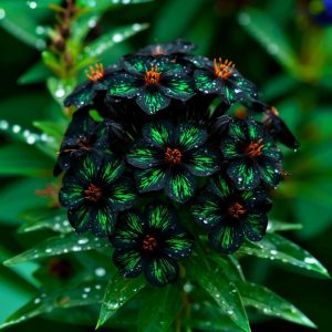 Флокс Ривьера купить по цене от 299р. в интернет-магазине «Посадика» с доставкой почтой в в Артемовскийе и по всей России – [изображение №1].