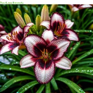 Лилейник Крим Сикл купить по цене от 799р. в интернет-магазине «Посадика» с доставкой почтой в в Артемовскийе и по всей России – [изображение №1].