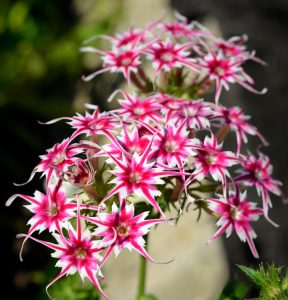 Флокс Метельчатый Путь купить по цене от 456р. в интернет-магазине «Посадика» с доставкой почтой в в Артемовскийе и по всей России – [изображение №1].