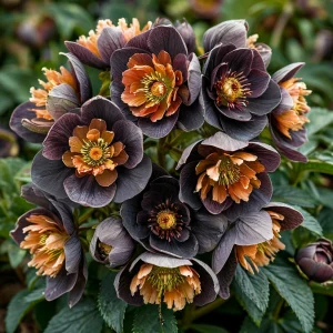 Морозник Блум Айс купить по цене от 499р. в интернет-магазине «Посадика» с доставкой почтой в в Артемовскийе и по всей России – [изображение №1].