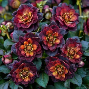 Морозник Сноу Дроп купить по цене от 348р. в интернет-магазине «Посадика» с доставкой почтой в в Артемовскийе и по всей России – [изображение №1].