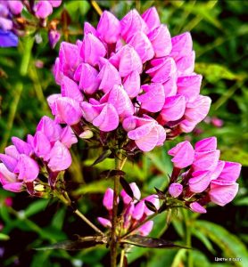 Флокс Бутоник купить по цене от 461р. в интернет-магазине «Посадика» с доставкой почтой в в Артемовскийе и по всей России – [изображение №1].