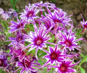 Флокс Звездное Кружево купить по цене от 361р. в интернет-магазине «Посадика» с доставкой почтой в в Артемовскийе и по всей России – [изображение №1].