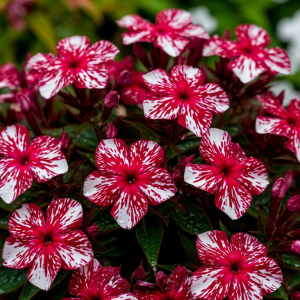 Флокс Ливер Гриммер купить по цене от 590р. в интернет-магазине «Посадика» с доставкой почтой в в Артемовскийе и по всей России – [изображение №1].